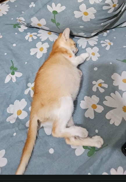 Miki-II