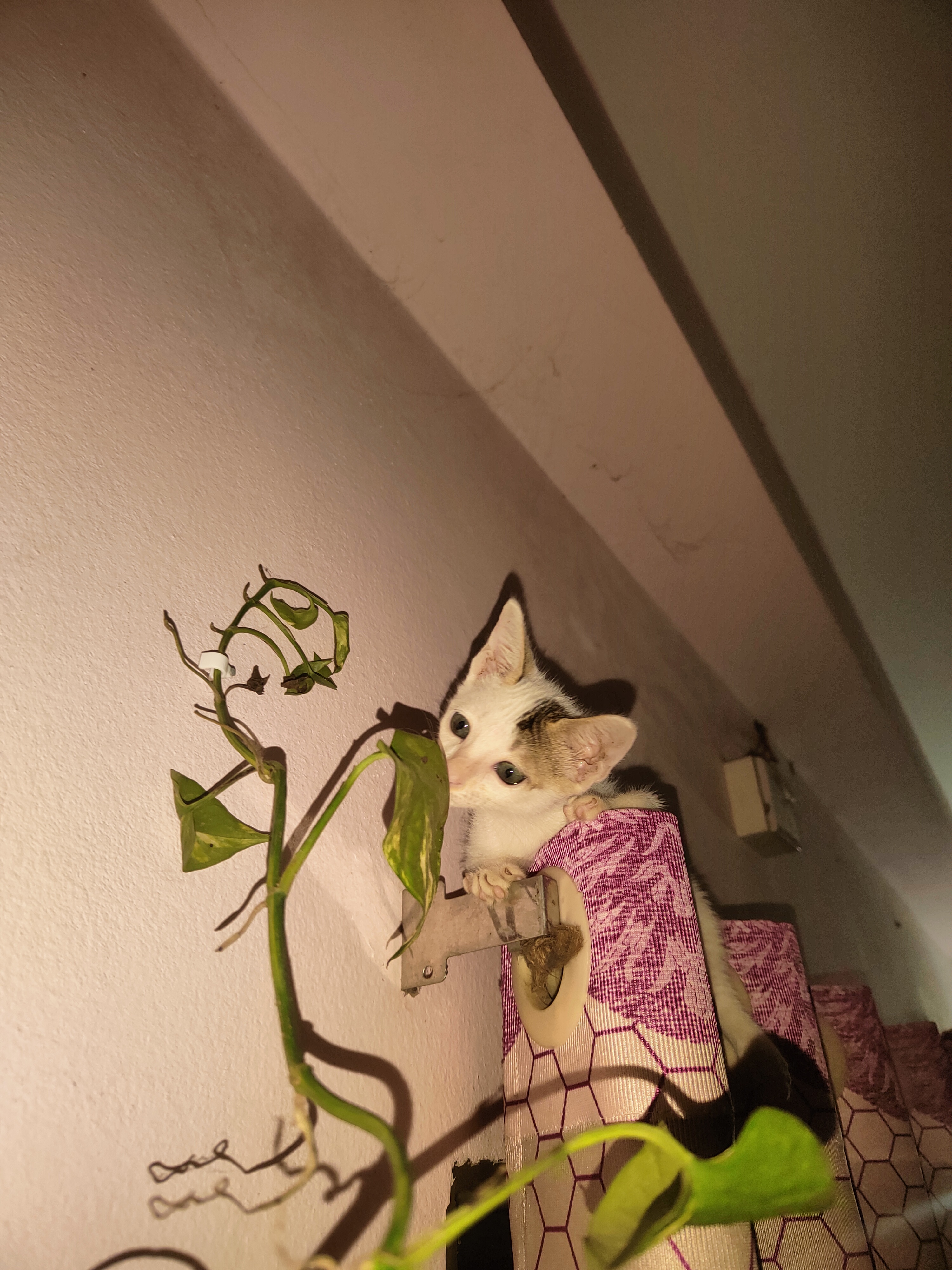Piku